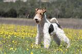 FOX TERRIER 341